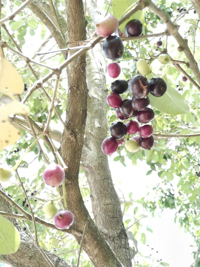 湛江黎话：共箩、火炭、黑墨、水泱……你那里叫这种果啥名字？