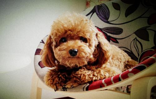 泰迪舔你除了喜欢你,还有这6种隐藏含义,你知道吗?