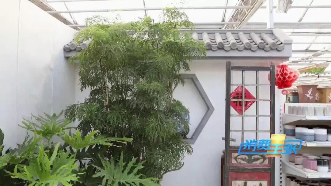 如何把一盆植物装饰得好看,中式庭院花卉盆栽怎么布置好看