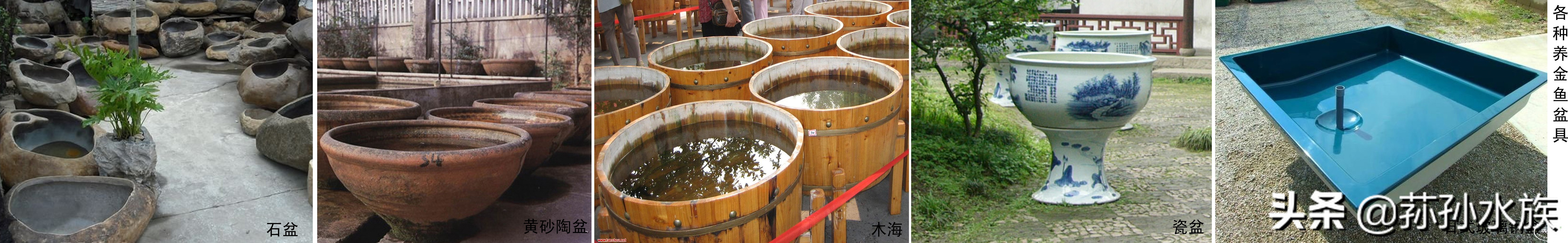 古法养金鱼高手,古法养金鱼抽底