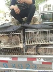 农村创业项目，有十亩地想散养野兔，可以试试看