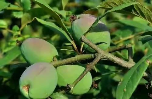 80后90后农村儿时零食野果,在海南儿时吃的野果还记得几种