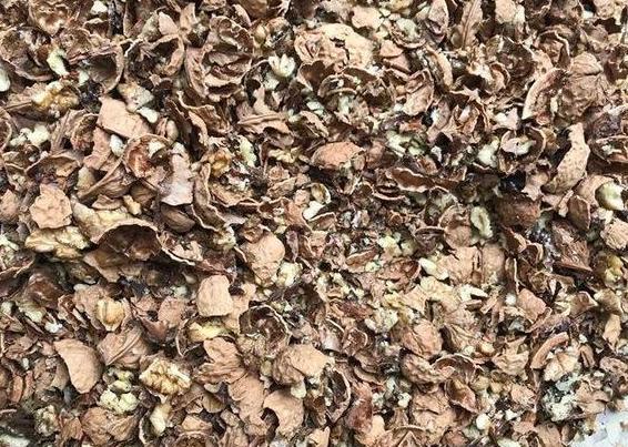 家庭盆栽土壤不透气怎么办?核桃壳、瓜子皮一用,烂根问题不在