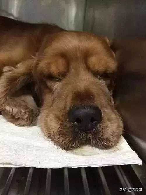 防疫消毒液有毒吗,84消毒液能否杀死狗狗身上的细菌