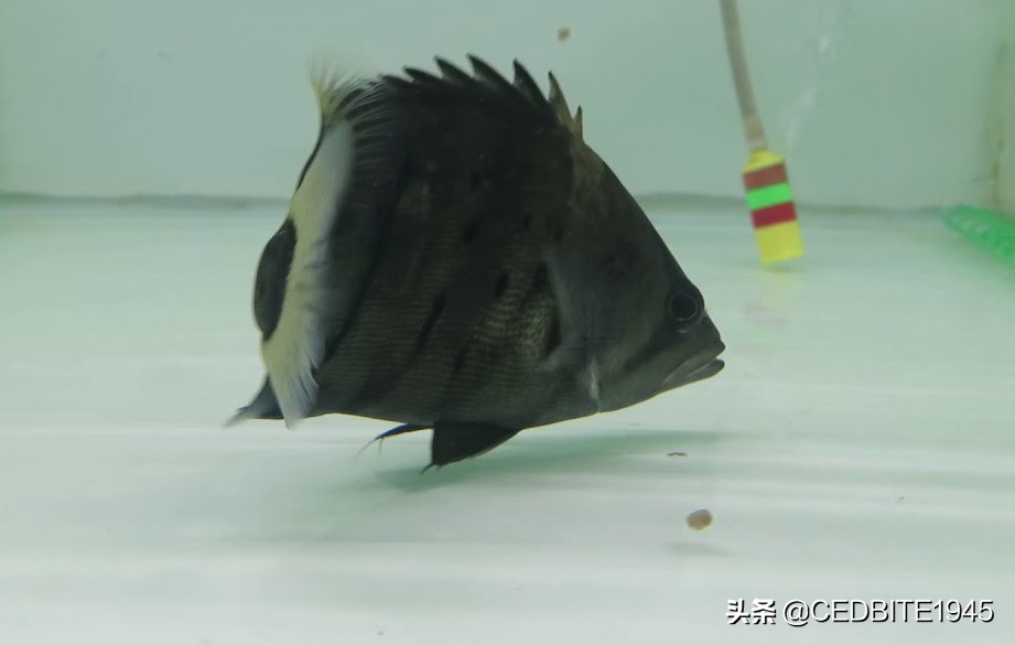 印尼虎鱼小时候很黑长大会变黄吗,如何驯养幼鸟才能听话