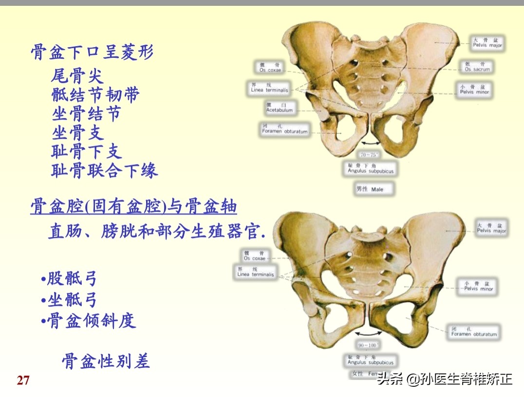 人体解剖学课件ppt,人体解剖学关节学