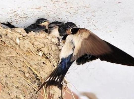 家里出现三个征兆必定福气自来,出现这4种风水征兆预示家有喜事