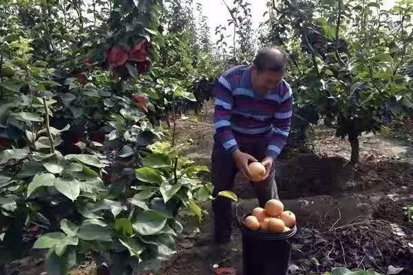 【一乡一品振兴路】近德固乡:晚秋黄梨结出致富“金疙瘩”