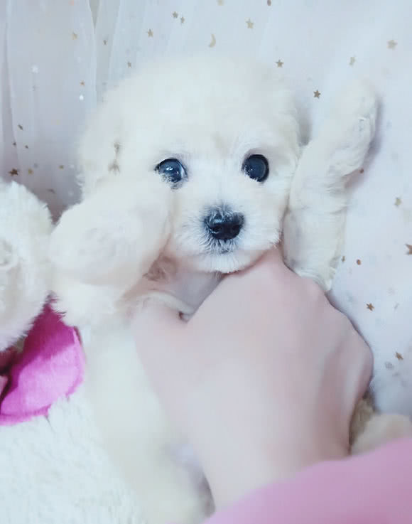 泰迪犬很怕这9件事,泰迪犬最害怕的5件事