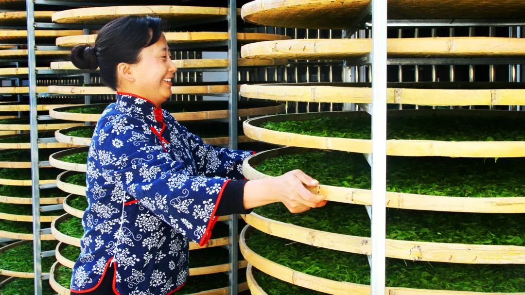 毛峰茶鹤峰茶,鹤峰茶明前茶