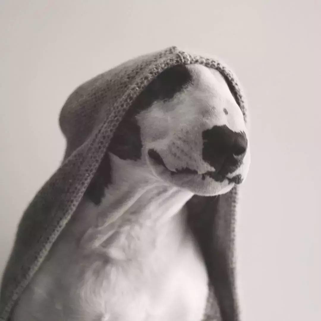 大熊猫一年可以赚钱几个亿,一只猫一年挣3000万