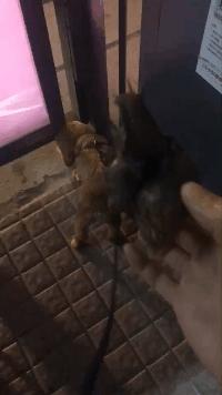 路边惊现非洲大蜗牛，别碰也别吃！已有人因抓它发高烧，还会传播结核病、脑膜炎