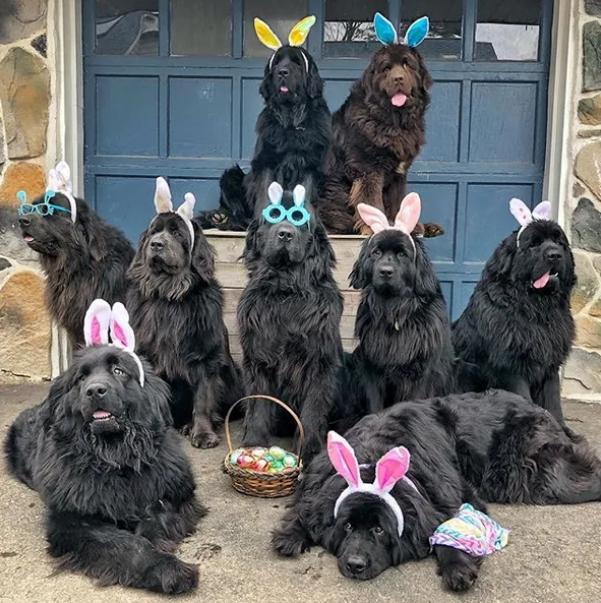 国外狗妈妈，养了9只暖心纽芬兰犬，这样的生活太“疯狂”