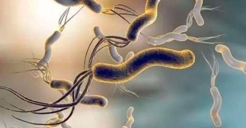 致癌细菌病毒有哪些,感染了致癌物细菌会得癌症吗