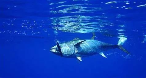 「避毒简讯」2019年07月-08月