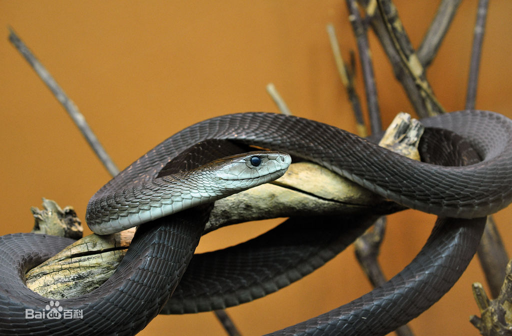 冷血精神病有感情吗,冷血精神病治疗