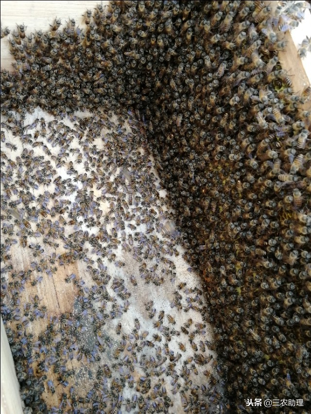 蜜蜂养殖注意事项和禁忌,蜜蜂养殖需要哪些条件和注意事项