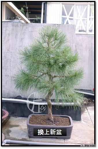 黑松盆景快速成型技术 (怎么让黑松盆景增粗变老不长高)