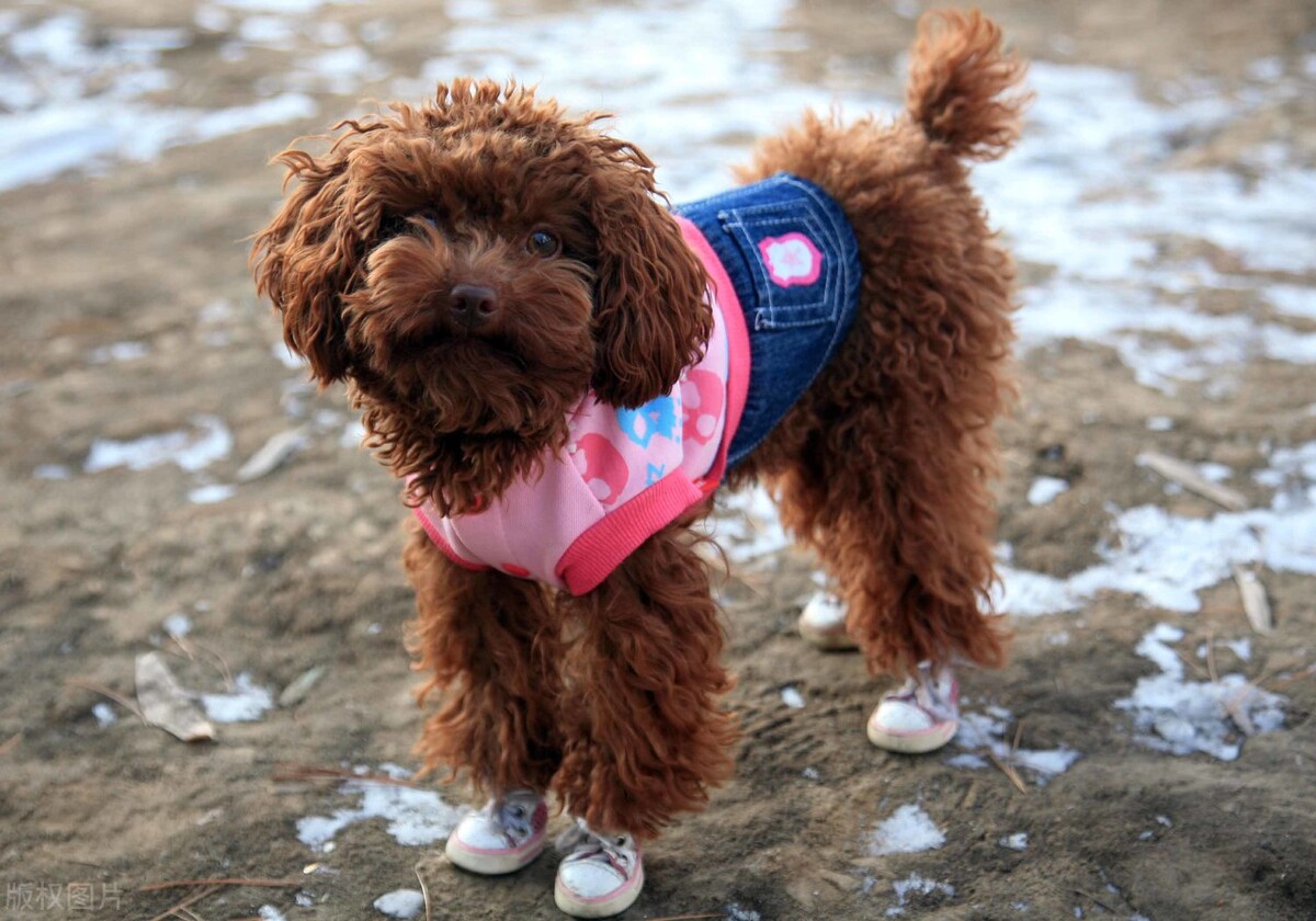 最便宜的四种狗,现在最便宜的狗是什么狗