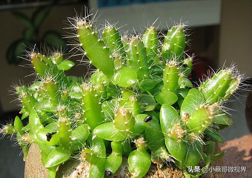 吃完的水果不要扔试试在家就能种,吃完的水果种子