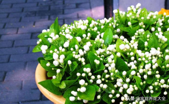 茉莉盆土怎么处理,茉莉土壤板结怎么办