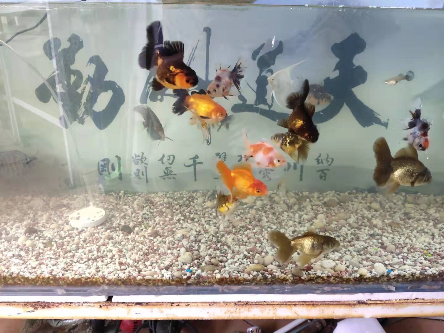 玻璃鱼缸漏水最简单的修补方法,鱼缸过滤网漏水冲击水面怎么回事