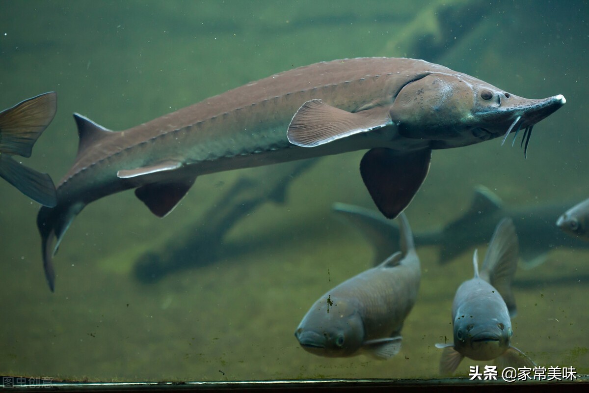 世界几大顶级美食品尝,世界五大顶级美食都是什么