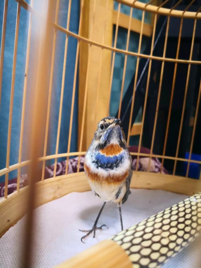 靛颏脚肿是什么样子,靛颏鸟吃什么可预防脚肿