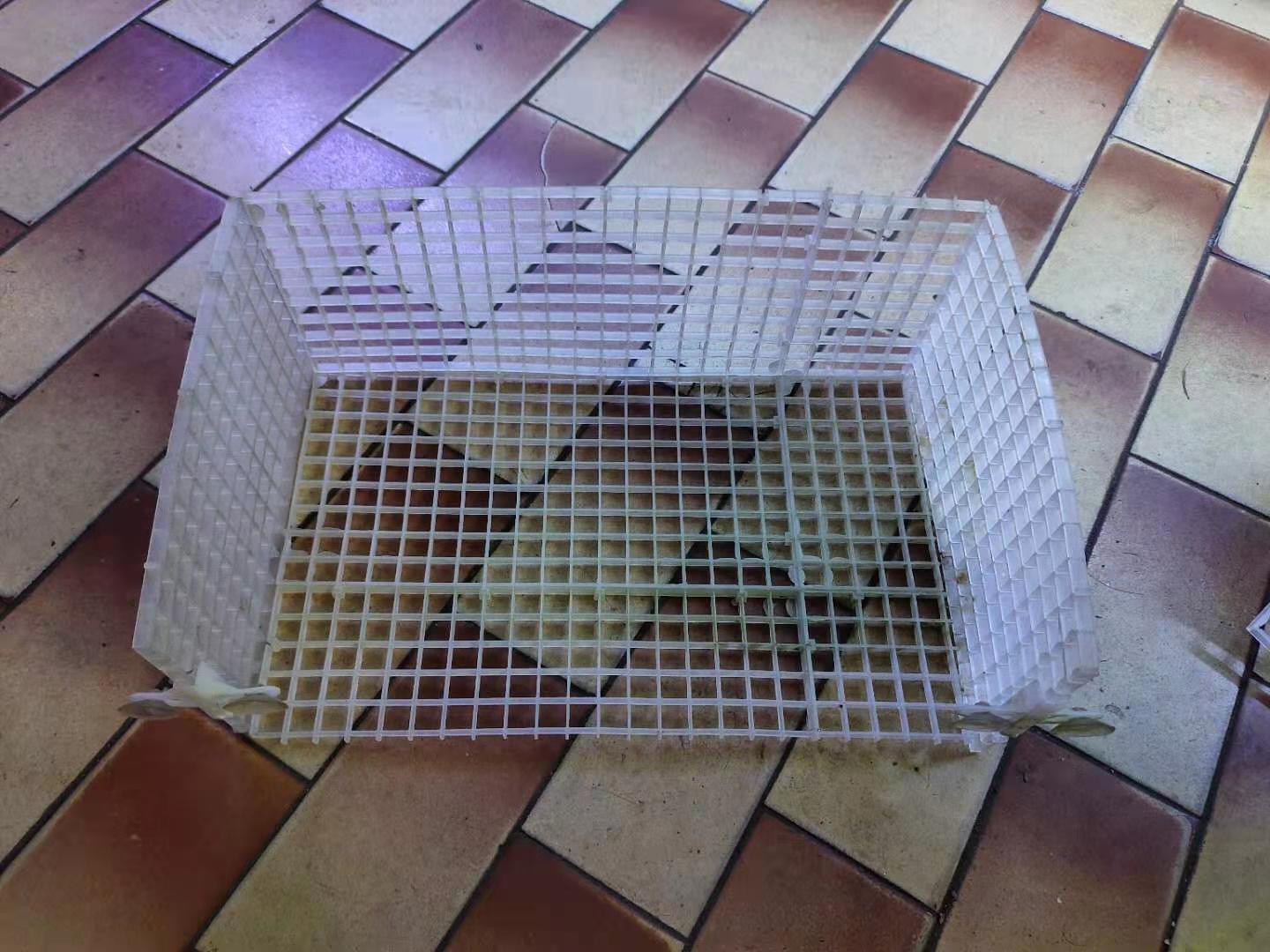 买观赏鱼全额退款,观赏鱼千万别乱买