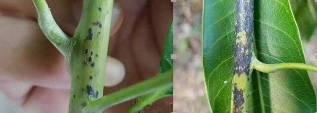 芒果角斑病用什么药好得快,芒果角斑病的主要症状