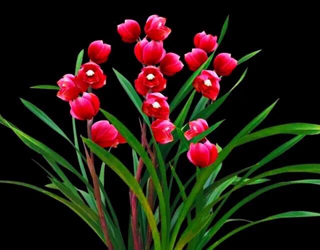 大将军兰花与香妃兰花哪个更好,兰花大将军属于什么品种几月开花