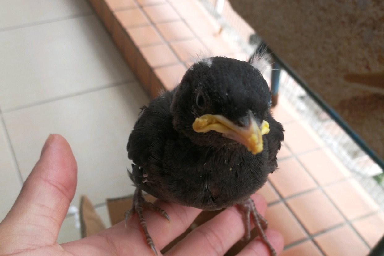 黑八哥怎么喂养雏鸟,八哥雏鸟的正确喂养方法