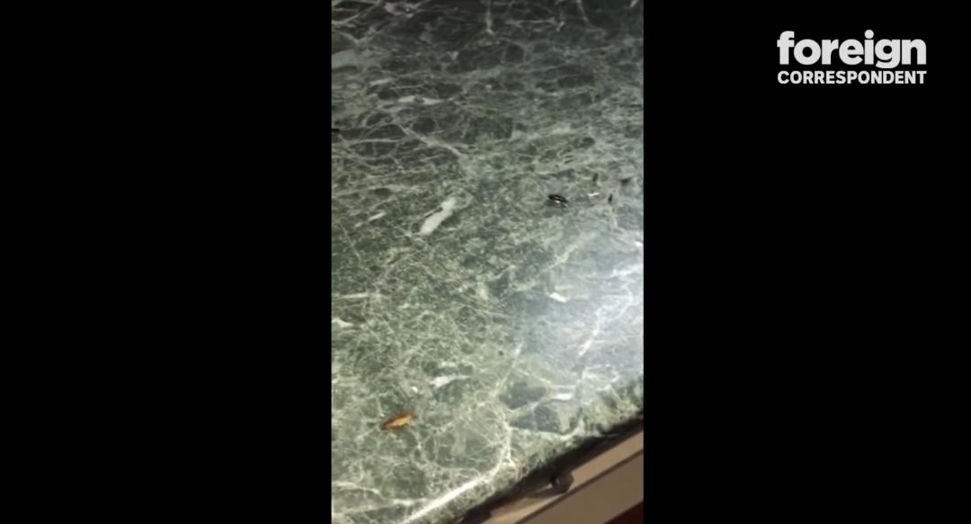 这不是瓜是悲剧，对代孕说NO，别让有价生意摧毁无价生命