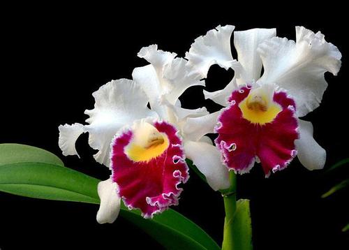 鲜花插花技巧专业术语,插花常见鲜花名称大全