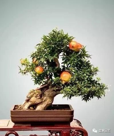 48种绝世盆景,绝世惊艳之作