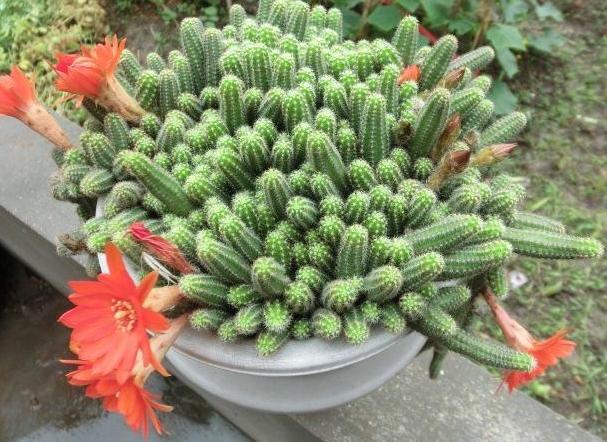 如何养护、扦插仙人指？按照3步操作，蹭蹭开出双层花