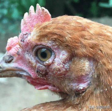 鸡痘和猴痘一样吗,养鸡葡萄球菌病怎么治疗