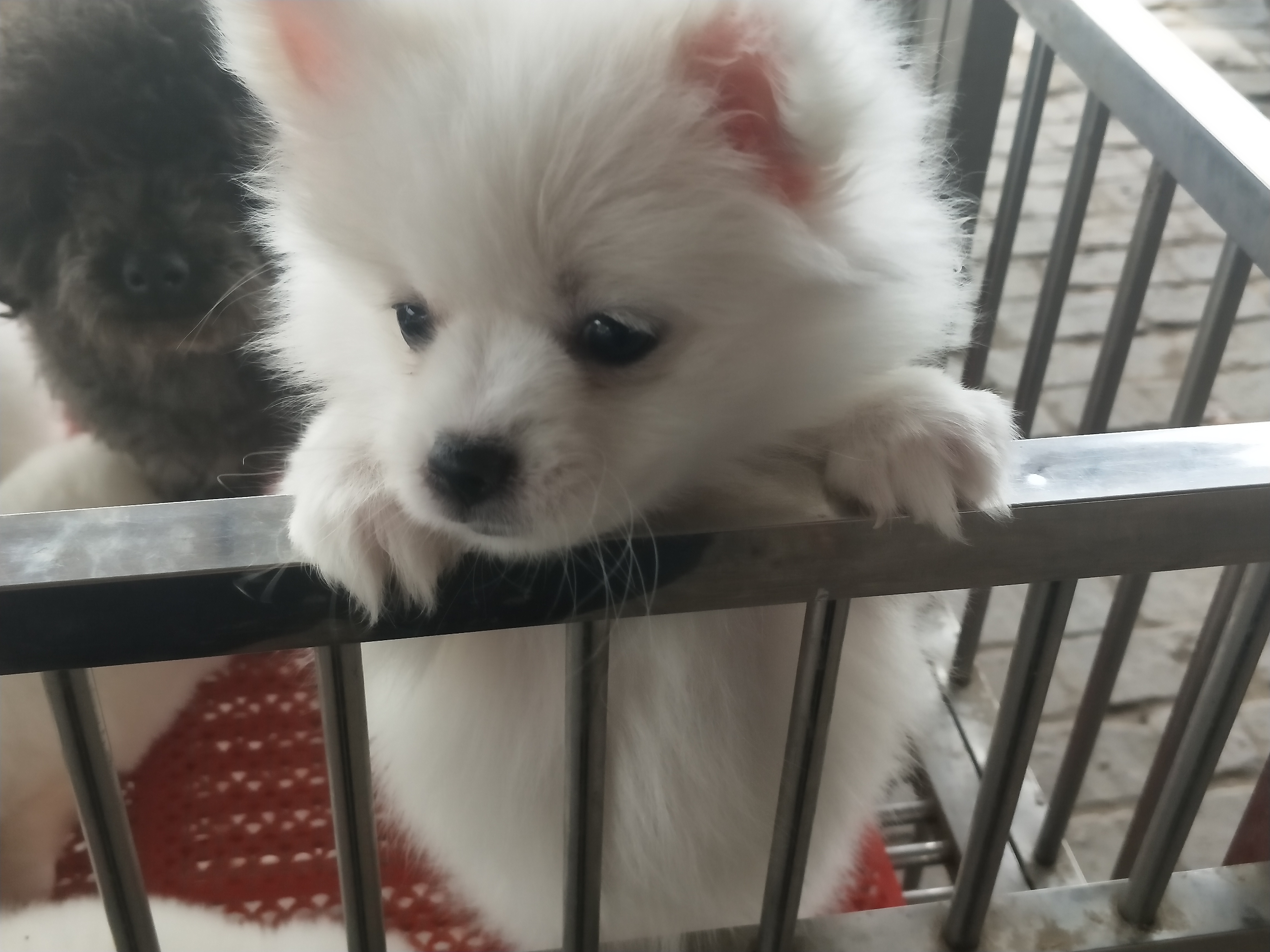 开封四大狗市排名,四种公认最好的狗市