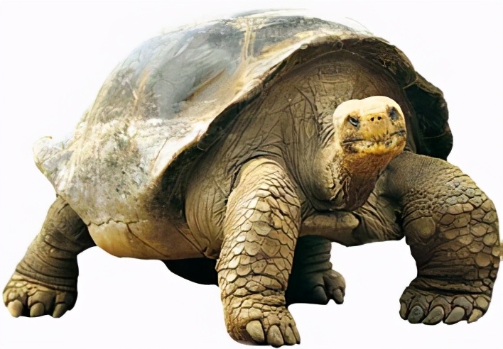 解密65年黄河巨龟,黄河发现巨龟事件真相