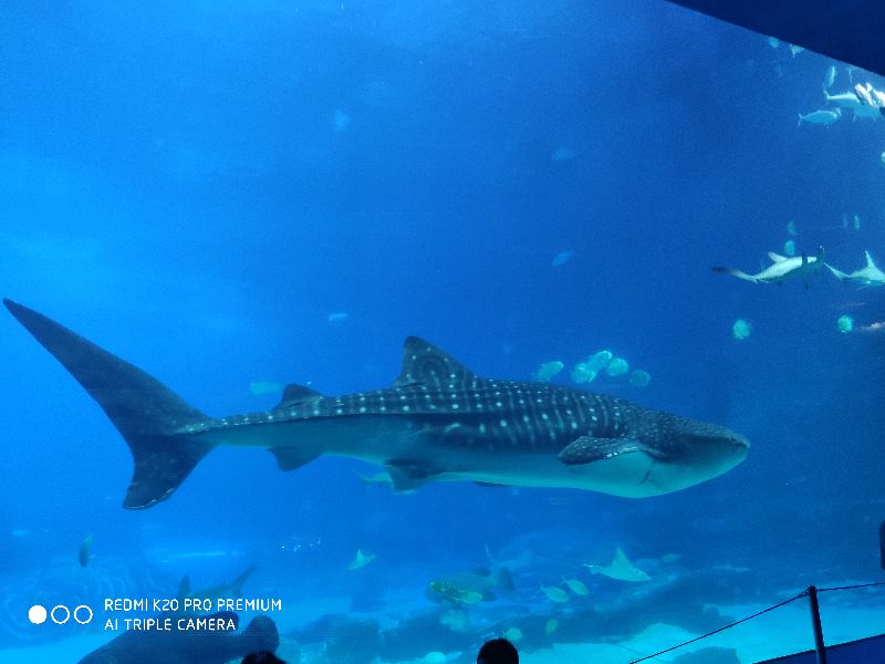 珠海长隆海洋公园在哪个区,珠海长隆海洋公园酒店