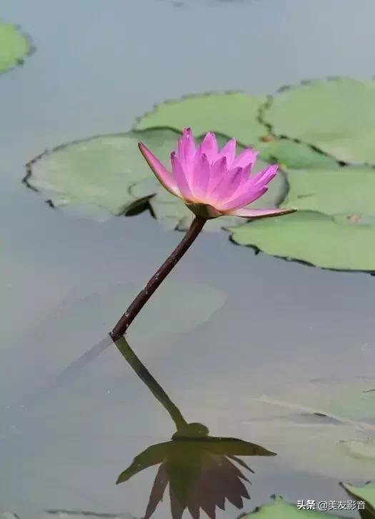 江南可采莲莲叶何田田全诗讲解,有关莲的古诗词大全