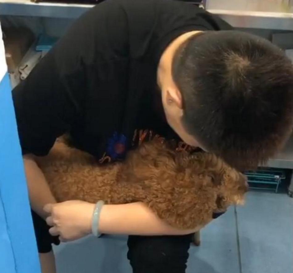 泰迪吃了葡萄然后吐了没事吗,泰迪吃了七八个葡萄一点事没有