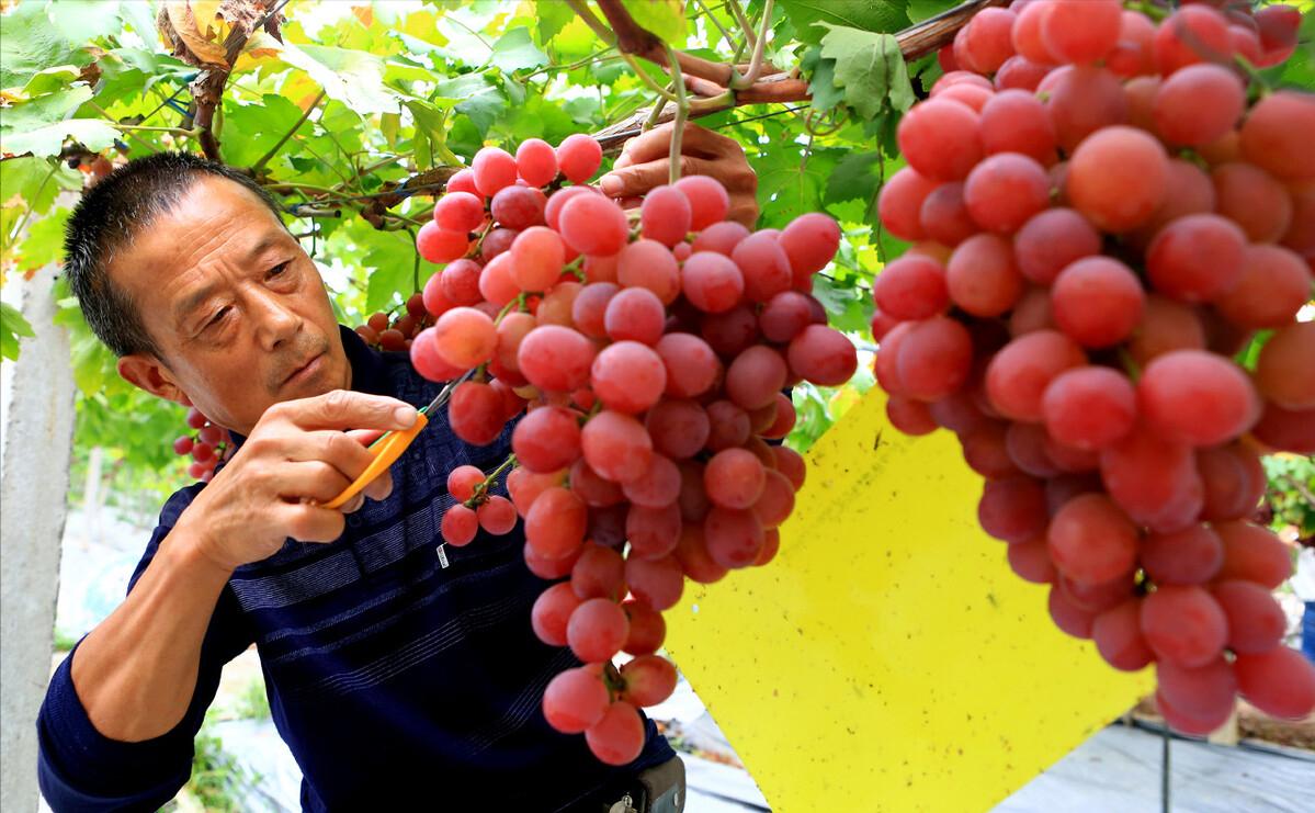 农村种植葡萄一年收入,农村种植葡萄年入500万