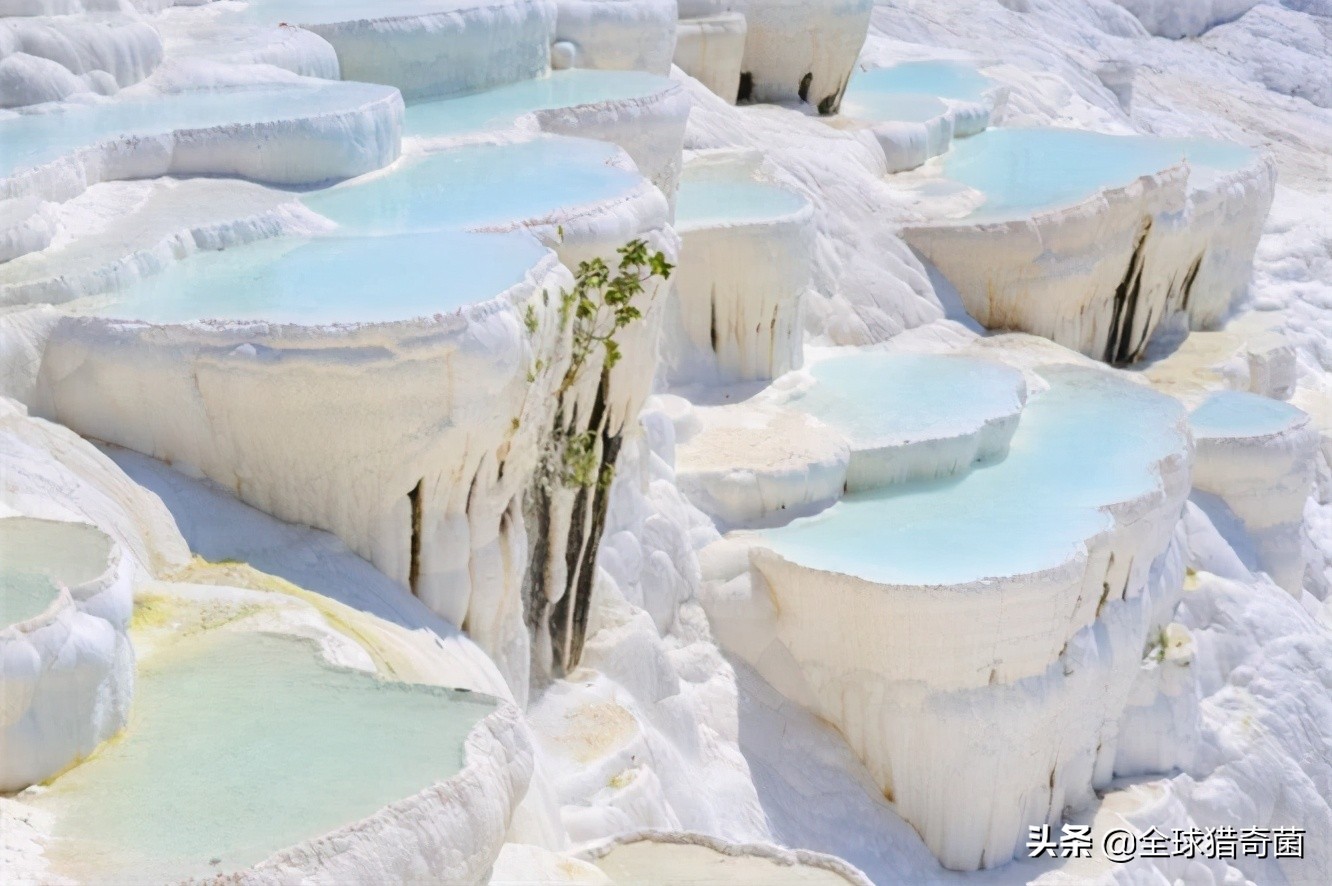 活久见的奇妙动物照片,活久见的神奇图片