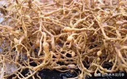 月季根瘤预防,月季根瘤传染别的植物吗