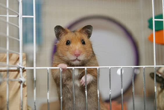 饲养仓鼠怎么选笼子好用,仓鼠冬天笼子可以是铁丝笼吗