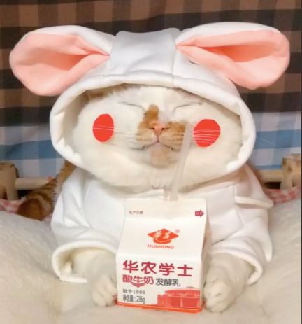 可可爱爱的猫狗,可可爱爱的流浪猫咪