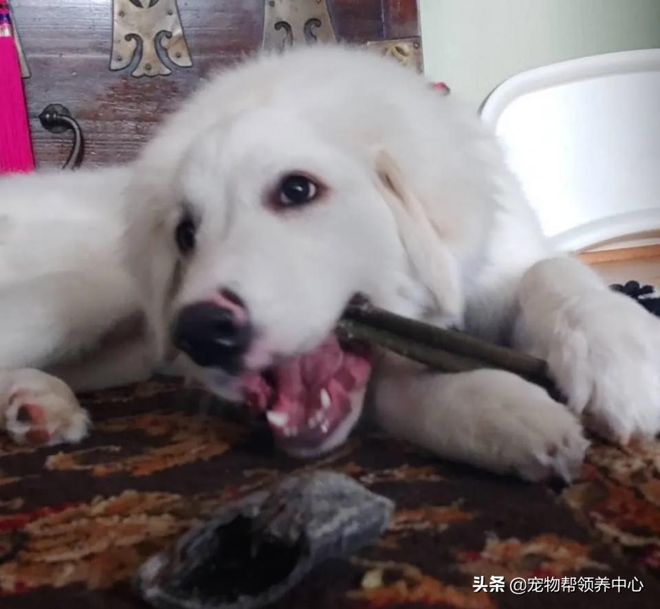 大白熊的奇怪行为,大白熊有多胆小