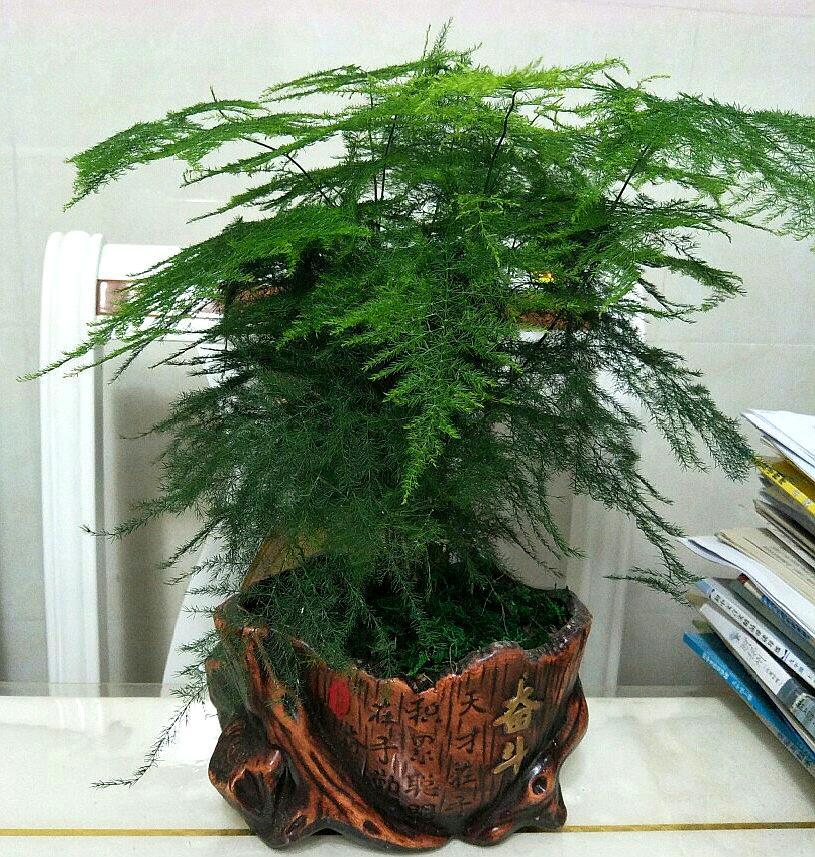 富贵竹绿萝冬天叶子都黄了怎么办,文竹绿萝怎么养才能更旺盛