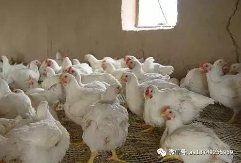 鸡爪冷了好硬怎么办,鸡爪冷了粘一起是什么原因